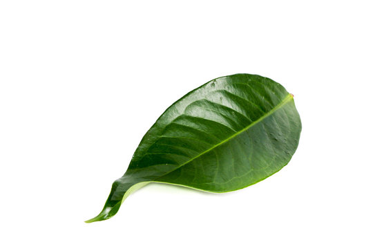 Leaf Pomerac Close up