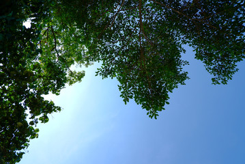 up view of tall trees, green forest and sky.
