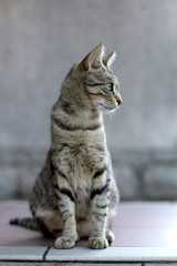 Cute tabby cat sitting outdoor. Selective focus.