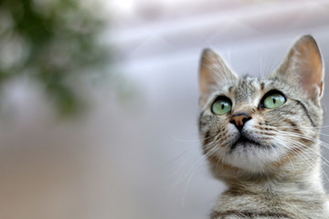 Cute tabby cat sitting outdoor. Selective focus.