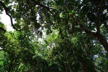 Fototapeta premium Up view of tall trees, green forest and sky.