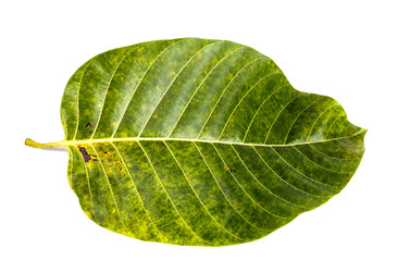 Leaf Wild cinchona Close up