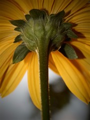 yellow flower