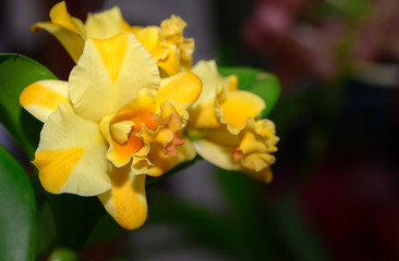 Obraz na płótnie Canvas Hybrid yellow Cattleya orchid flower in garden