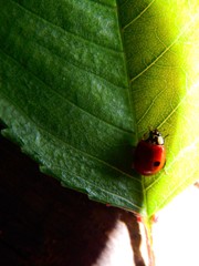 ladybug on a green leaf