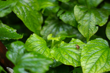 Thai medicinal plant,Wildbetal leafbush, on green background (Piper sarmentosum Roxb.)