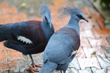 pigeon in the park