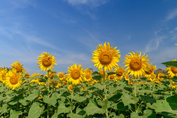 Sunflowers field farm with blue sky