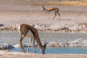 Springbok ( Antidorcas Marsupialis) drinking at the water hole, Etosha National Park, Namibia.