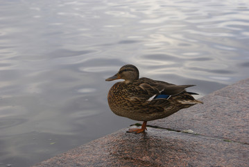 Duck on the bank. 