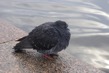 Dove is cold on the Neva embankment