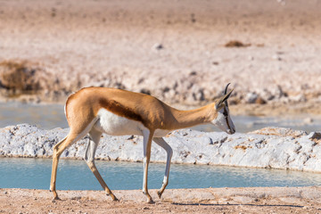 Springbok ( Antidorcas Marsupialis) walking near a water hole, Etosha National Park, Namibia.