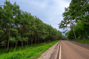 Fototapeta na wymiar Rural road with lush green trees, rubber trees Both sides of the road ,a fresh feeling.