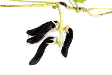 Bitter gourd Close up