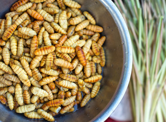 asian larvae