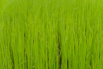 Lush green cornfield with the sunlight now issued a fresh feeling.
