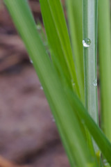 Close-up of green grass with dew drops. For the nature background