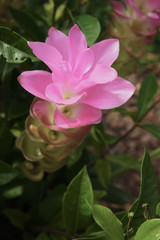 Close up, beautiful pink flowers of the early Curcuma sessilis for natural background.