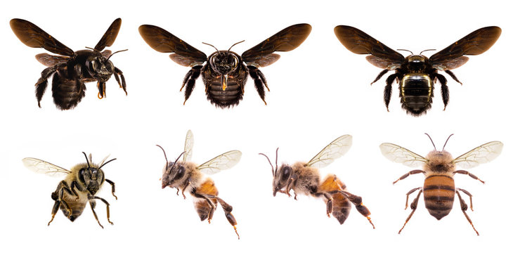 various bees on white background