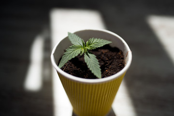 cannabis marijuana seedling plant in a paper cup