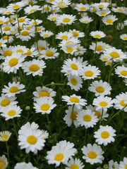 A beautiful  White mum flowers bloom in the field. For the natural background