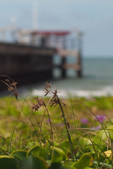 Grass by the sea Near the marina on the sea floor and the blue sky.