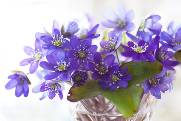 A bouquet of blue anemone hepatica flowers in a vase, blur, close-up