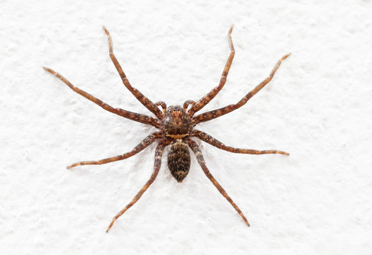 Close up image of spider on rough white wall