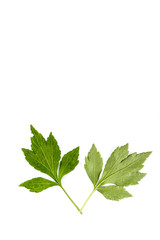 White Mugwort Close up