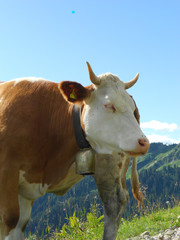 Portrait einer Kuh 