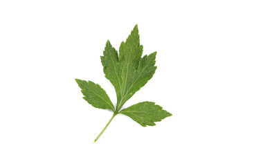 White Mugwort Close up