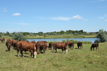 herd of horses grazing in meadow