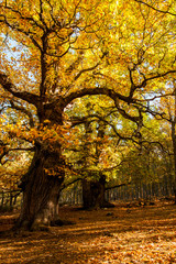 Obraz premium Castaño