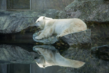 Eisbär