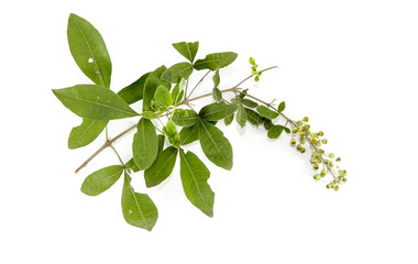 Vitex trifolia L. Close up