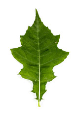 Sea holly Leaf Close up