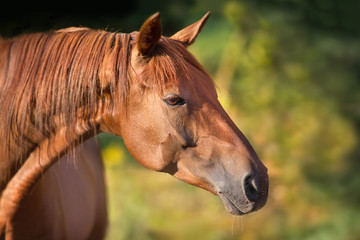 Obraz na płótnie Canvas Red horse portrait with green summer background