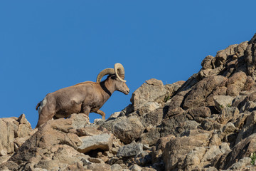 Desert Bighorn Sheep Ram
