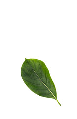 Leaf Jackfruit Close up