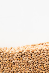 Layer wheat grains in section isolated on white background. Agriculture poster concept