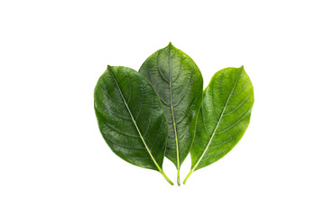 Leaf Jackfruit Close up