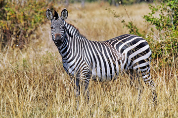 Zebra wildlife in Afrika