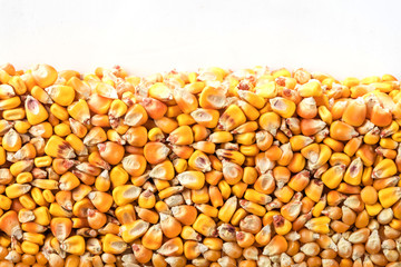 Layer of corn grains in section isolated on white background. Agriculture poster concept