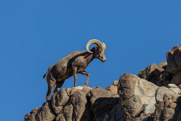 Desert Bighorn Sheep Ram