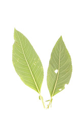 Naklejka na ściany i meble Leaf Ngai Camphor Tree