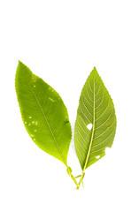 Obraz premium Leaf Ngai Camphor Tree