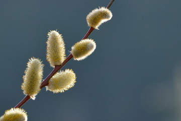 Obraz premium Weidenkätzchen