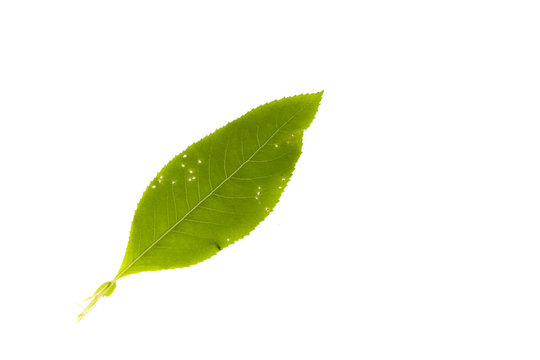 Leaf Ngai Camphor Tree