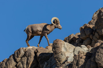 Desert Bighorn Sheep Ram