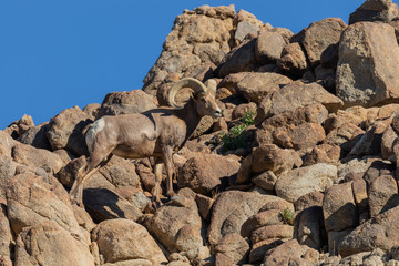 Desert Bighorn Sheep Ram
